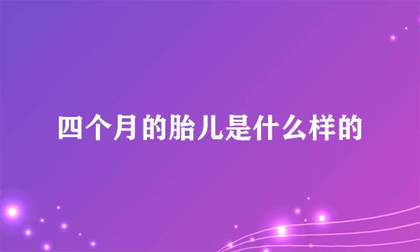 四个月的胎儿是什么样的