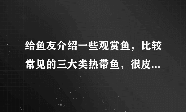 给鱼友介绍一些观赏鱼，比较常见的三大类热带鱼，很皮实易饲养