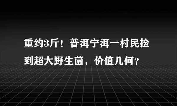 重约3斤！普洱宁洱一村民捡到超大野生菌，价值几何？