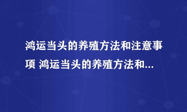 鸿运当头的养殖方法和注意事项 鸿运当头的养殖方法和注意事项都有哪些