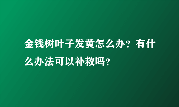 金钱树叶子发黄怎么办？有什么办法可以补救吗？