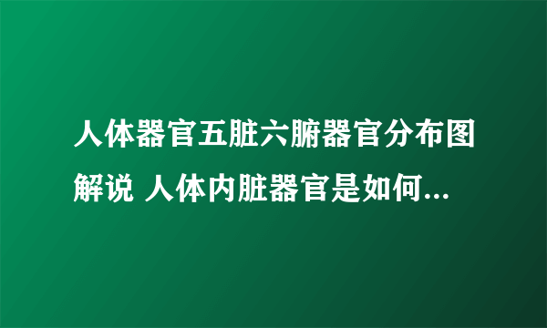 人体器官五脏六腑器官分布图解说 人体内脏器官是如何分布的？