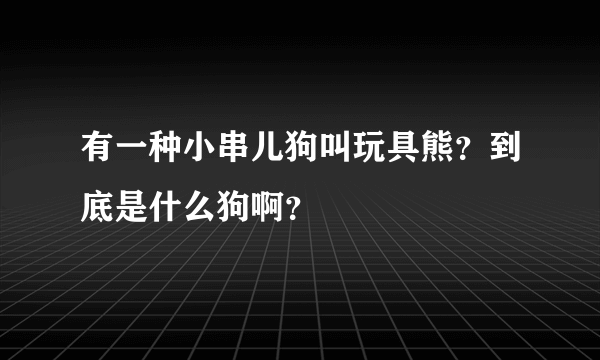 有一种小串儿狗叫玩具熊？到底是什么狗啊？