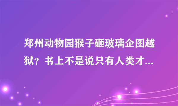 郑州动物园猴子砸玻璃企图越狱？书上不是说只有人类才会使用工具吗？