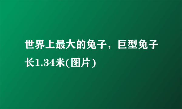 世界上最大的兔子，巨型兔子长1.34米(图片)