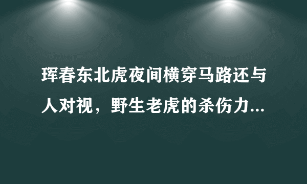 珲春东北虎夜间横穿马路还与人对视，野生老虎的杀伤力有多大？