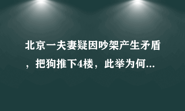 北京一夫妻疑因吵架产生矛盾，把狗推下4楼，此举为何被网友谴责？