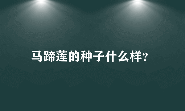 马蹄莲的种子什么样？