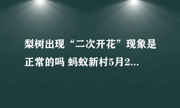 梨树出现“二次开花”现象是正常的吗 蚂蚁新村5月24日答案最新