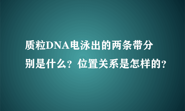 质粒DNA电泳出的两条带分别是什么？位置关系是怎样的？