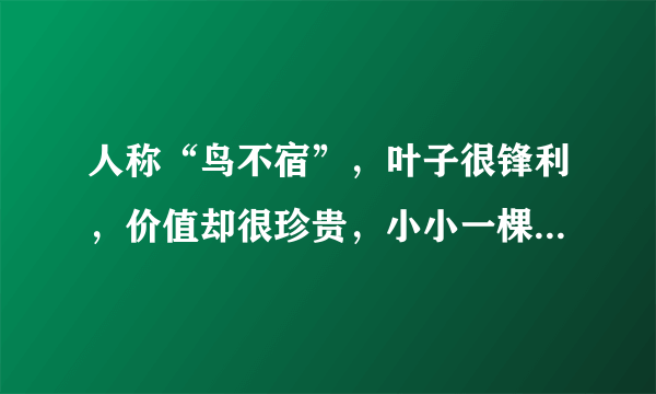 人称“鸟不宿”，叶子很锋利，价值却很珍贵，小小一棵800元