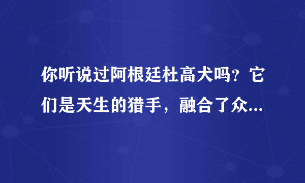 你听说过阿根廷杜高犬吗？它们是天生的猎手，融合了众多犬种优点