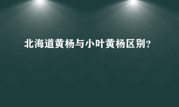 北海道黄杨与小叶黄杨区别？