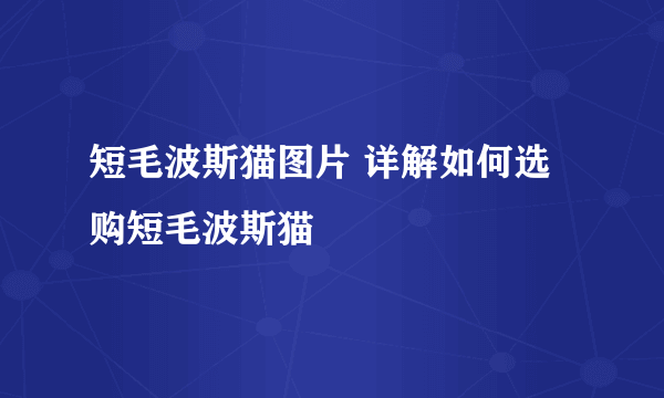 短毛波斯猫图片 详解如何选购短毛波斯猫