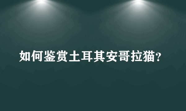 如何鉴赏土耳其安哥拉猫？