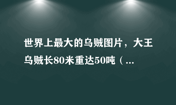 世界上最大的乌贼图片，大王乌贼长80米重达50吨（常与鲸鱼搏斗）